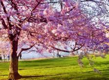 Cherry Blossom Hypnotherapy Tree